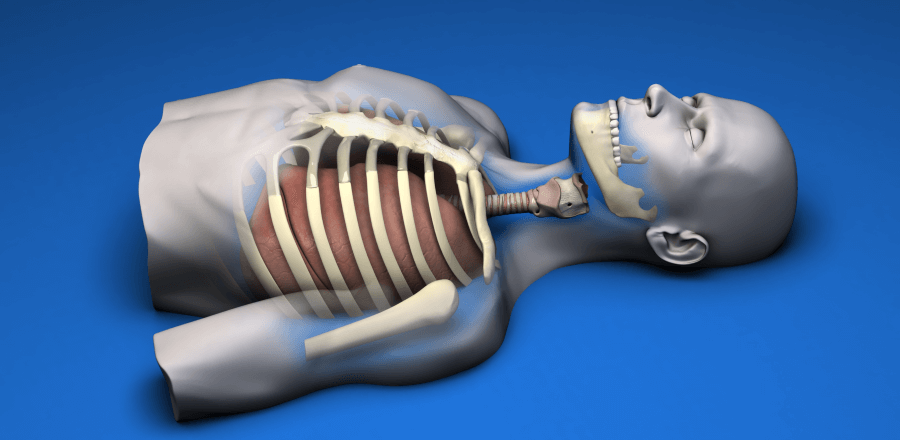 Emergency Surgical Airway Model